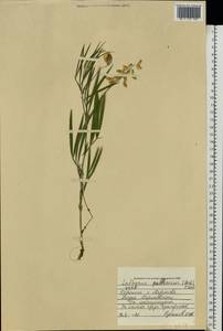 Lathyrus pallescens (M.Bieb.) K.Koch, Eastern Europe, North Ukrainian region (E11) (Ukraine)