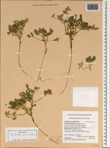Daucus pumilus (L.) Hoffm. & Link, South Asia, South Asia (Asia outside ex-Soviet states and Mongolia) (ASIA) (Cyprus)