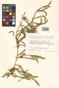 Spinulum annotinum subsp. annotinum, Siberia, Russian Far East (S6) (Russia)