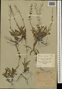 Veronica schistosa E. A. Busch, Caucasus, South Ossetia (K4b) (South Ossetia)