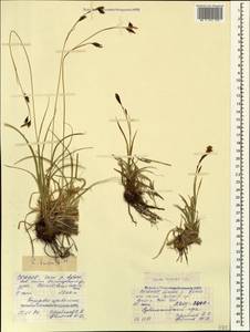 Carex tristis M.Bieb., Caucasus, North Ossetia, Ingushetia & Chechnya (K1c) (Russia)