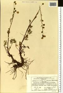 Artemisia subarctica Krasch., Siberia, Chukotka & Kamchatka (S7) (Russia)