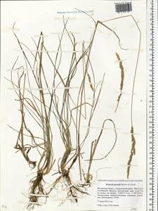 Koeleria pyramidata subsp. pyramidata, Eastern Europe, Moscow region (E4a) (Russia)