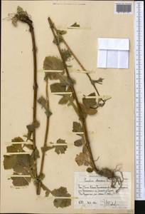 Sonchus oleraceus L., Middle Asia, Western Tian Shan & Karatau (M3) (Uzbekistan)