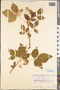 Ptelea trifoliata L., Eastern Europe, North Ukrainian region (E11) (Ukraine)