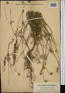 Cephalaria transsylvanica (L.) Schrad. ex Roem. & Schult., Western Europe (EUR) (Hungary)