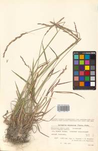 Elymus macrourus (Turcz.) Tzvelev, Siberia, Chukotka & Kamchatka (S7) (Russia)