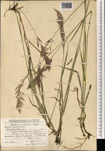 Bromus inermis Leyss., Mongolia (MONG) (Mongolia)