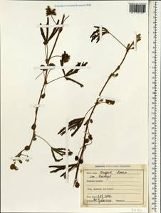 Acacia, South Asia, South Asia (Asia outside ex-Soviet states and Mongolia) (ASIA) (India)