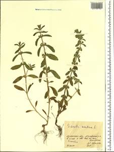 Sideritis montana L., Eastern Europe, North Ukrainian region (E11) (Ukraine)