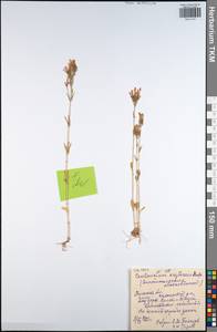 Centaurium erythraea, Eastern Europe, Central region (E4) (Russia)