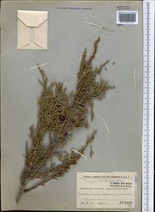 Juniperus pseudosabina Fisch. & C.A.Mey., Middle Asia, Western Tian Shan & Karatau (M3) (Kyrgyzstan)