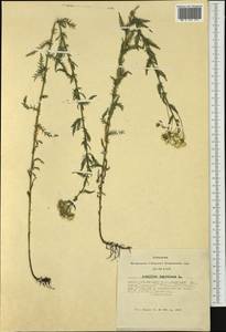 Achillea impatiens L., Siberia, Altai & Sayany Mountains (S2) (Russia)
