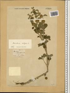 Marrubium vulgare L., Caucasus, Georgia (K4) (Georgia)