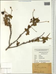 Abutilon indicum (L.) Sweet, Australia & Oceania (AUSTR) (New Caledonia)