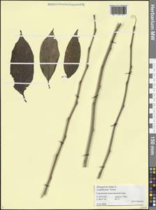 Diospyros lotus L., Caucasus, Azerbaijan (K6) (Azerbaijan)