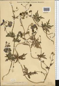 Aconitum nemorum Popov, Middle Asia, Dzungarian Alatau & Tarbagatai (M5) (Kazakhstan)