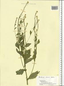 Barbarea stricta Andrz., Eastern Europe, Central forest-and-steppe region (E6) (Russia)