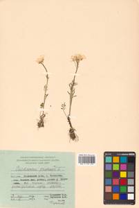 Cardamine pratensis L., Siberia, Russian Far East (S6) (Russia)