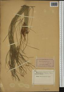 Cyperus papyrus L., Western Europe (EUR) (Not classified)