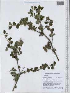 Lonicera, South Asia, South Asia (Asia outside ex-Soviet states and Mongolia) (ASIA) (China)