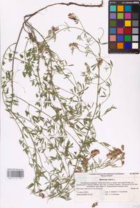 Medicago sativa L., Eastern Europe, Lower Volga region (E9) (Russia)