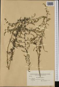Artemisia maritima L., Western Europe (EUR) (Bulgaria)