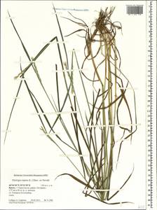 Elymus repens (L.) Gould, Crimea (KRYM) (Russia)