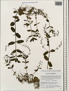 Veronica serpyllifolia L., Caucasus, Krasnodar Krai & Adygea (K1a) (Russia)