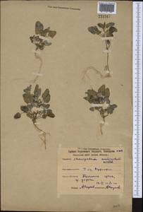 Chenopodium acuminatum Willd., Middle Asia, Northern & Central Kazakhstan (M10) (Kazakhstan)