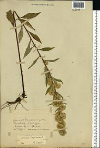 Solidago virgaurea L., Eastern Europe, Belarus (E3a) (Belarus)