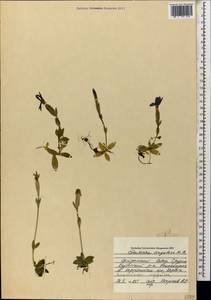 Gentiana verna subsp. pontica (Soltok.) Hayek, Caucasus, Georgia (K4) (Georgia)