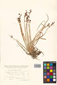 Juncus beringensis Buchenau, Siberia, Russian Far East (S6) (Russia)