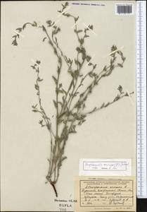 Buglossoides arvensis (L.) I. M. Johnst., Middle Asia, Kopet Dag, Badkhyz, Small & Great Balkhan (M1) (Turkmenistan)