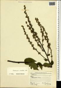 Verbascum marschallianum Ivanina & Tzvelev, Crimea (KRYM) (Russia)