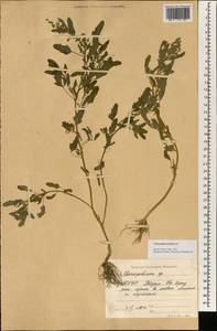 Chenopodium serotinum L., South Asia, South Asia (Asia outside ex-Soviet states and Mongolia) (ASIA) (North Korea)