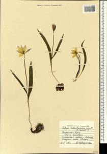 Tulipa sylvestris subsp. australis (Link) Pamp., Crimea (KRYM) (Russia)