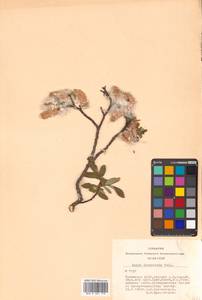 Salix divaricata Pall., Siberia, Altai & Sayany Mountains (S2) (Russia)