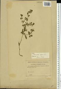 Potentilla supina L., Eastern Europe, Lower Volga region (E9) (Russia)