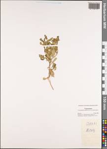 Euclidium syriacum (L.) W.T.Aiton, Middle Asia, Karakum (M6) (Turkmenistan)