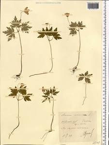 Anemone nemorosa L., Eastern Europe, North Ukrainian region (E11) (Ukraine)