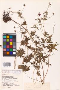 Geranium collinum Stephan ex Willd., Eastern Europe, Lower Volga region (E9) (Russia)