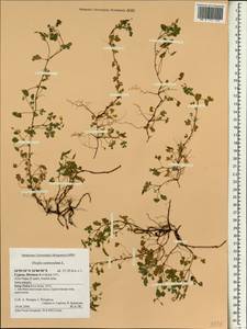 Oxalis corniculata L., South Asia, South Asia (Asia outside ex-Soviet states and Mongolia) (ASIA) (Cyprus)