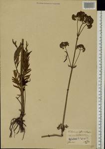 Valeriana officinalis L., Eastern Europe, North Ukrainian region (E11) (Ukraine)