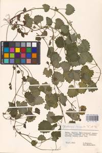 MHA 0 155 834, Glechoma hederacea L., Eastern Europe, Lithuania (E2a) (Lithuania)