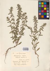 MHA 0 155 583, Sideritis montana L., Eastern Europe, North Ukrainian region (E11) (Ukraine)