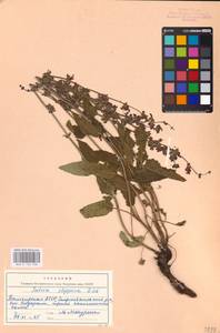 MHA 0 156 338, Salvia dumetorum Andrz. ex Besser, Eastern Europe, Eastern region (E10) (Russia)