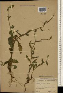 Picris pauciflora Willd., Crimea (KRYM) (Russia)