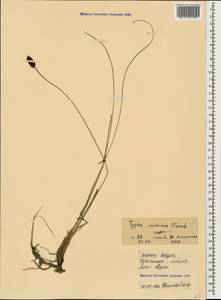 Typha minima Funck, Caucasus, North Ossetia, Ingushetia & Chechnya (K1c) (Russia)