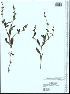 Asperugo procumbens L., Eastern Europe, Central region (E4) (Russia)